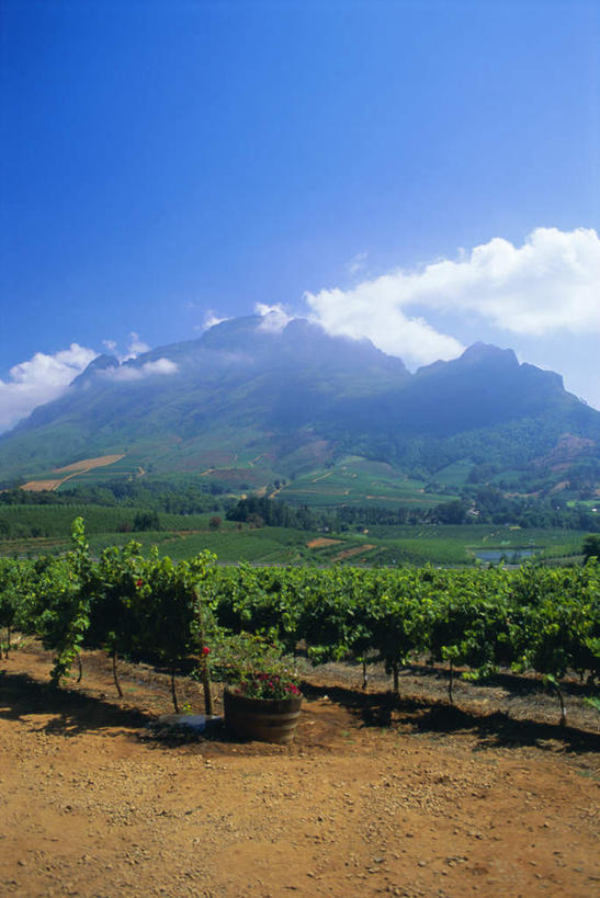 无人,果园,竖图,室外,白天,正面,旅游,度假,石头,美景,山,山脉,田园,植物,非洲,南非,一排,阴影,整齐,并列,并排,光线,石子,影子,景观,山顶,山峰,云,云朵,山峦,首都,云彩,娱乐,葡萄园,架子,树,树木,排列,蓝色,绿色,白云,蓝天,天空,阳光,自然,庄园,群山,天,享受,休闲,景色,放松,生长,晴朗,成长,支撑,固定,队列,自然风光,平行,葡萄架,沉积岩,开普敦,省会,阿非利加洲,立法首都,南非共和国,西开普省,颠峰,极峰,斯泰伦博斯,水成岩,石块,岩石,晴空,彩图