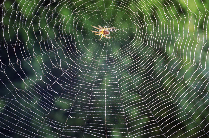 无人,横图,室外,特写,白天,正面,阴影,朦胧,模糊,光线,昆虫,蜘蛛,蜘蛛网,网,影子,注视,一只,红色,阳光,动物,观察,看,趴着,观看,察看,八脚螅,关注,节肢动物,益虫,蛛网,波丝,捕杀,猎取,趴,彩图,全身