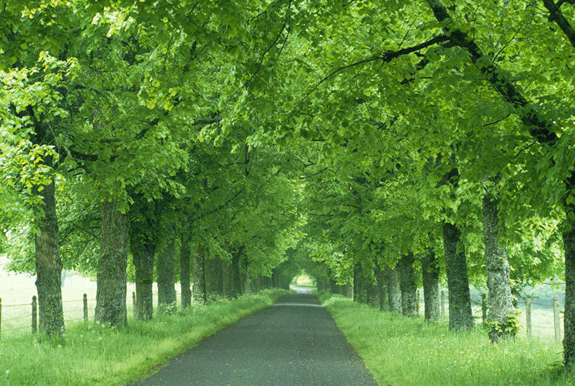 无人,横图,室外,白天,正面,旅游,度假,草地,草坪,美景,植物,道路,路,法国,欧洲,一排,许多,阴影,整齐,光线,影子,景观,小路,交通,很多,娱乐,草,树,树木,排列,绿色,阳光,自然,享受,休闲,景色,放松,生长,成长,队列,自然风光,法兰西共和国,法兰西第五共和国,奥弗涅,奥弗涅大区,彩图