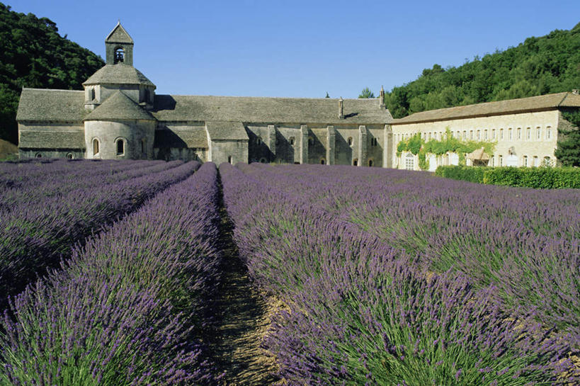 无人,农田,横图,室外,白天,正面,爱情,旅游,度假,庄稼,农作物,花海,花圃,美景,植物,叶子,法国,欧洲,一排,阴影,节日,整齐,盛开,光线,影子,景观,浪漫,花蕾,文化,娱乐,花,花瓣,花朵,花卉,鲜花,排列,蓝色,绿色,蓝天,天空,阳光,自然,香草,花丛,花束,花田,天,花苞,花蕊,薰衣草,祈祷,享受,休闲,健康,景色,放松,许愿,宗教,信仰,晴朗,纪念,祈求,基督教,阿尔卑斯,普罗旺斯,沃克吕兹省,队列,天主教,自然风光,修道院,呼吸,信念,万里无云,法兰西共和国,蓝色海岸,灵香草,黄香草,法兰西第五共和国,奇迹,神学院,修院,隐修院,塞南克修道院,塞农克修道院,平安,晴空,晴空万里,彩图,耕地,庄稼田