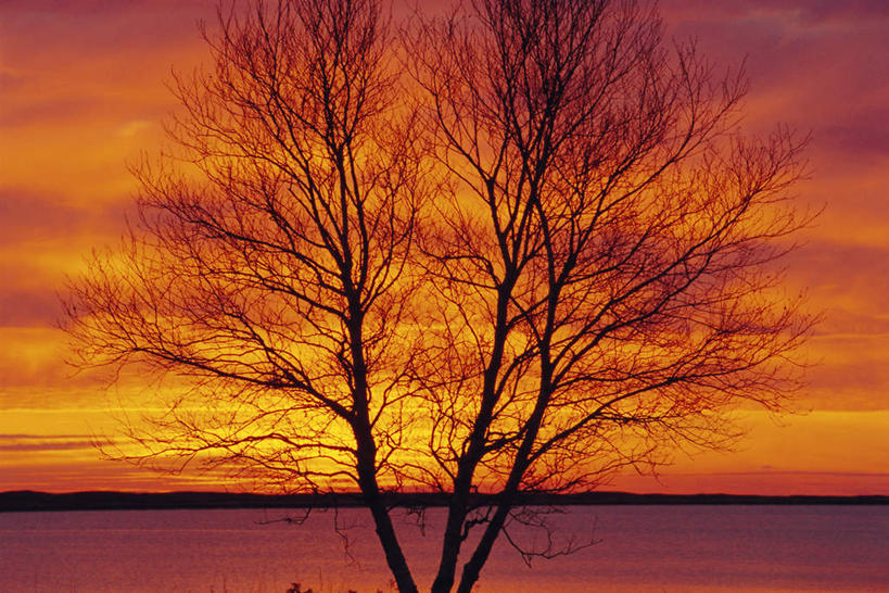 无人,横图,室外,白天,正面,旅游,度假,日出,美景,太阳,植物,加拿大,景观,朝霞,晨曦,黎明,娱乐,树,树木,绿色,阳光,自然,享受,休闲,景色,放松,白桦,生长,成长,北美,北美洲,自然风光,美洲,北亚美利加洲,亚美利加洲,新不伦瑞克,新不伦瑞克省,朝阳,桦树,桦皮树,桦木,彩图,破晓