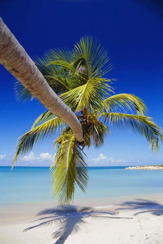 无人,竖图,室外,白天,正面,旅游,度假,海浪,海洋,美景,沙滩,植物,棕榈树,叶子,阴影,光线,沙子,影子,海岸,景观,浪花,水平线,云,云朵,辽阔,绿叶,海平线,沙地,云彩,娱乐,树,树木,蓝色,绿色,白云,蓝天,天空,阳光,自然,海水,天,享受,休闲,广阔,嫩叶,景色,放松,生长,晴朗,成长,一望无际,北美,北美洲,自然风光,美洲,海景,棕榈叶,北亚美利加洲,亚美利加洲,无边无际,一马平川,安提瓜岛,巴布达,巴布达岛,安提瓜,杜尔西纳岛,叶,叶片,大海,风浪,海,海水的波动,海滩,近岸浪,涌浪,晴空,彩图,水天相接,水天一线