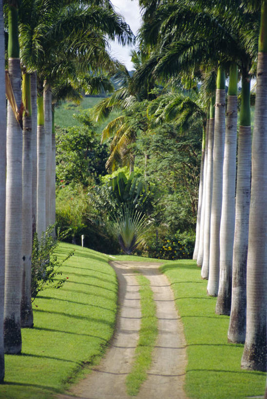 无人,竖图,室外,白天,正面,旅游,度假,草地,草坪,美景,植物,道路,路,棕榈树,叶子,一排,阴影,整齐,光线,影子,景观,小路,绿叶,交通,娱乐,草,树,树木,排列,绿色,阳光,自然,享受,休闲,嫩叶,景色,放松,乡间小路,生长,成长,北美,北美洲,队列,自然风光,美洲,棕榈叶,北亚美利加洲,亚美利加洲,尼维斯,尼维斯岛,圣基茨,圣基茨岛,叶,叶片,彩图