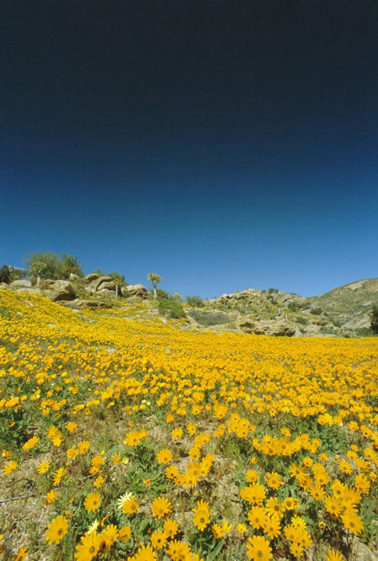无人,竖图,室外,白天,正面,旅游,度假,花海,花圃,石头,美景,山,山脉,植物,叶子,非洲,南非,阴影,朦胧,模糊,盛开,光线,石子,影子,景观,山峰,山峦,花蕾,娱乐,花,花瓣,花朵,花卉,鲜花,黄色,蓝色,绿色,蓝天,天空,阳光,自然,花丛,花束,花田,群山,天,花苞,花蕊,享受,休闲,景色,放松,晴朗,自然风光,万里无云,阿非利加洲,南非共和国,西开普省,北开普省,纳马夸兰,石块,岩石,晴空,晴空万里,彩图