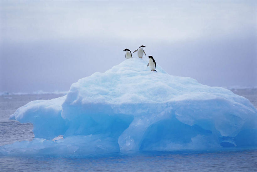 无人,站,横图,室外,白天,正面,旅游,度假,南极,海浪,海洋,美景,企鹅,野生动物,三只,阴影,朦胧,模糊,光线,影子,冰,景观,浪花,云,云朵,云彩,注视,娱乐,蓝色,白云,蓝天,天空,阳光,自然,海水,动物,浮冰,天,观察,看,站着,享受,休闲,景色,放松,寒冷,可爱,活泼,晴朗,观看,察看,冰冷,关注,自然风光,南极洲,海景,阿德利企鹅,严寒,冰凉,酷寒,凛冽,凛凛,极冷,流冰,浮冰块,阿黛利企鹅,南极大陆,南极地区,南极区,南极圈,第七大陆,大海,风浪,海,海水的波动,近岸浪,涌浪,晴空,站立,半身,彩图