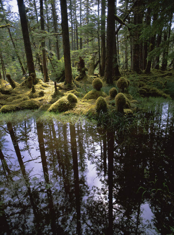 无人,竖图,俯视,室外,白天,旅游,度假,河流,美景,树林,水,植物,加拿大,阴影,波纹,光线,影子,河水,景观,水流,青苔,苔藓,涟漪,娱乐,树,树木,蓝色,绿色,倒影,蓝天,水纹,天空,阳光,自然,波浪,天,享受,休闲,景色,放松,生长,晴朗,成长,倒映,北美,北美洲,自然风光,美洲,万里无云,水晕,北亚美利加洲,亚美利加洲,卑诗省,不列颠哥伦比亚,不列颠哥伦比亚省,夏洛特皇后群岛,反照,晴空,晴空万里,彩图,高角度拍摄