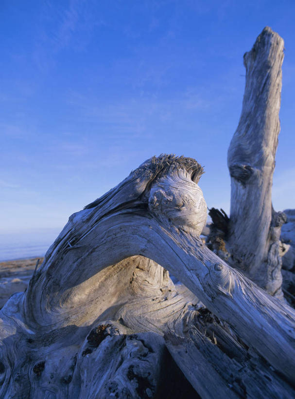 无人,竖图,室外,白天,正面,旅游,度假,海浪,海洋,石头,美景,沙滩,植物,加拿大,阴影,光线,沙子,石子,影子,海岸,景观,浪花,云,云朵,枝条,沙地,云彩,娱乐,树,树木,树枝,蓝色,白云,蓝天,天空,阳光,自然,海水,天,享受,休闲,景色,放松,晴朗,北美,北美洲,自然风光,美洲,海景,北亚美利加洲,亚美利加洲,卑诗省,不列颠哥伦比亚,不列颠哥伦比亚省,夏洛特皇后群岛,虬枝,枝杈,大海,风浪,海,海水的波动,海滩,近岸浪,石块,岩石,涌浪,晴空,彩图