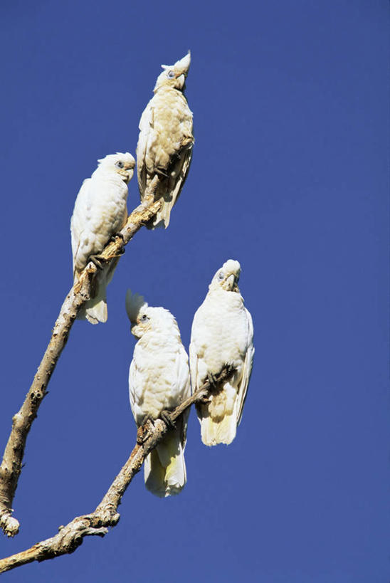 无人,站,竖图,室外,特写,白天,仰视,旅游,度假,美景,植物,鸟,鹦鹉,四只,阴影,朦胧,模糊,光线,鸟类,影子,景观,枝条,注视,娱乐,树,树木,树枝,蓝色,白色,蓝天,天空,阳光,自然,动物,天,观察,看,站着,享受,休闲,景色,放松,可爱,活泼,晴朗,观看,察看,关注,自然风光,万里无云,观赏鸟,凤头鹦鹉,虬枝,枝杈,晴空,晴空万里,站立,彩图,低角度拍摄,全身