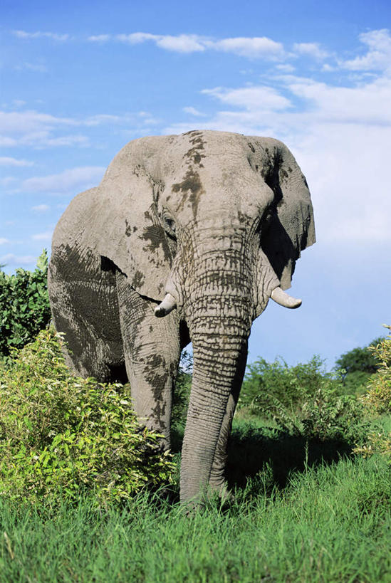 无人,公园,走,竖图,室外,白天,正面,旅游,度假,草地,草坪,美景,植物,哺乳动物,大象,野生动物,非洲,纳米比亚,一头,阴影,光线,影子,景观,云,云朵,非洲象,云彩,注视,娱乐,草,蓝色,绿色,白云,蓝天,天空,阳光,自然,动物,天,观察,看,享受,休闲,景色,放松,晴朗,观看,察看,国家公园,关注,自然风光,埃托沙公园,埃托沙国家公园,纳米比亚共和国,晴空,象,步行,散步,走路,彩图,全身