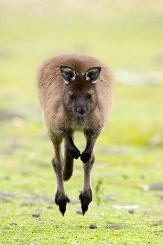 无人,跳,竖图,室外,白天,正面,旅游,度假,草地,草坪,美景,植物,袋鼠,野生动物,澳大利亚,景观,注视,娱乐,草,一只,绿色,自然,动物,观察,看,享受,休闲,景色,放松,可爱,活泼,观看,察看,关注,自然风光,大洋洲,澳洲,南方大陆,育儿袋,澳大利亚联邦,灰大袋鼠,灰袋鼠,袋鼠岛,坎加鲁岛,跳跃,彩图,全身