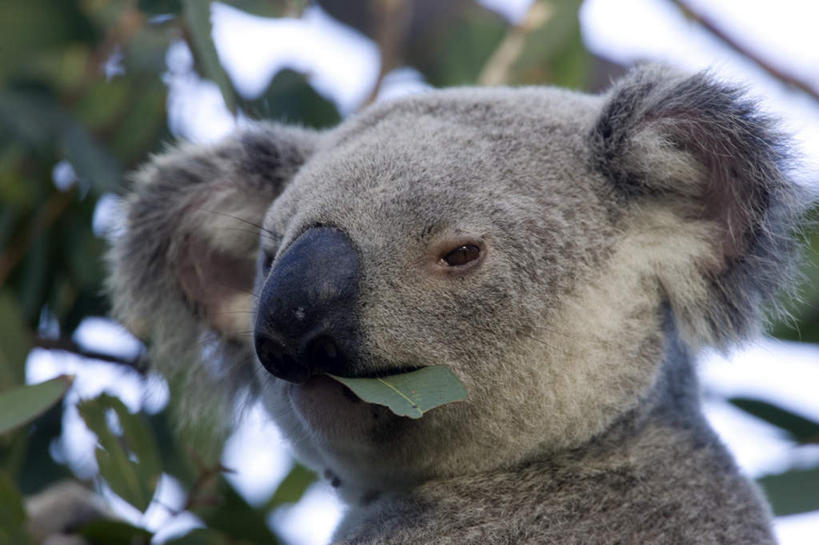 脸,头,脸颊,无人,坐,横图,室外,特写,白天,仰视,旅游,度假,美景,植物,哺乳动物,野生动物,叶子,澳大利亚,阴影,光线,影子,景观,绿叶,枝条,注视,娱乐,肩膀,树,树木,树枝,一只,阳光,自然,动物,观察,看,享受,休闲,嫩叶,景色,放松,可爱,活泼,观看,察看,关注,自然风光,大洋洲,树袋熊,考拉,澳洲,无尾熊,可拉熊,昆士兰州,南方大陆,澳大利亚联邦,昆士兰,虬枝,枝杈,汤斯维尔,汤斯维尔市,头部,脸部,脸蛋,面部,叶,叶片,坐着,半身,彩图,低角度拍摄