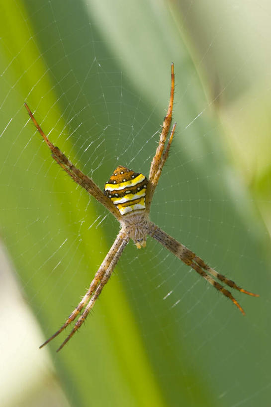 无人,攀登,竖图,俯视,室外,白天,旅游,度假,美景,植物,叶子,澳大利亚,阴影,光线,昆虫,蜘蛛,蜘蛛网,网,纹理,影子,景观,绿叶,注视,娱乐,一只,绿色,阳光,自然,动物,观察,看,享受,休闲,爬,嫩叶,景色,放松,观看,察看,八脚螅,关注,自然风光,大洋洲,澳洲,节肢动物,益虫,昆士兰州,南方大陆,肌理,蛛网,澳大利亚联邦,昆士兰,波丝,捕杀,猎取,汤斯维尔,断纹金蛛,汤斯维尔市,叶,叶片,叶脉,攀爬,彩图,高角度拍摄,全身