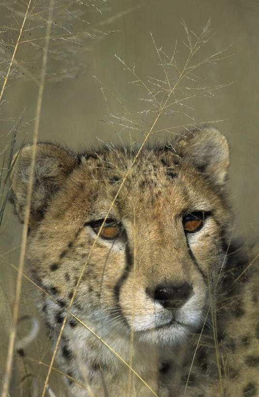 无人,站,竖图,室外,特写,白天,正面,旅游,度假,美景,植物,豹子,野生动物,非洲,纳米比亚,阴影,枯萎,朦胧,模糊,光线,影子,景观,枯草,首都,注视,娱乐,草,一只,黄色,阳光,自然,动物,观察,看,站着,享受,休闲,景色,放松,观看,察看,关注,自然风光,金钱豹,印度豹,凶猛,文豹,纳米比亚共和国,温得和克,残暴,凶残,猎豹,花豹,豹,站立,半身,彩图