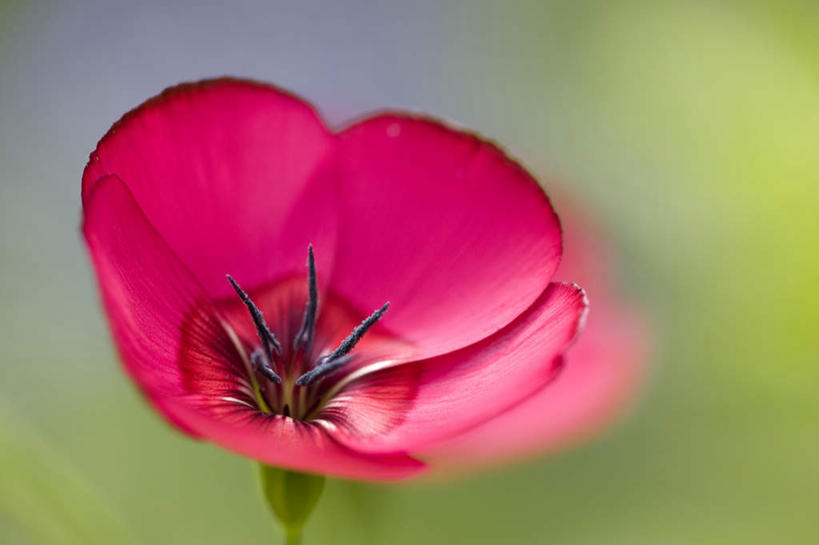 无人,横图,俯视,室外,特写,白天,美景,植物,朦胧,模糊,盛开,景观,亚麻,花蕾,花,花瓣,花朵,鲜花,一朵,红色,自然,花苞,花蕊,景色,自然风光,胡麻,纤维作物,油料作物,彩图,高角度拍摄
