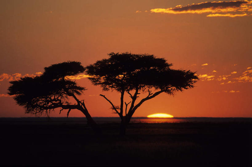 无人,公园,横图,室外,白天,正面,旅游,度假,美景,日落,植物,非洲,纳米比亚,景观,晚霞,霞光,落日,背光,娱乐,树,树木,绿色,自然,黄昏,享受,休闲,景色,彩霞,放松,生长,成长,国家公园,自然风光,逆光,埃托沙公园,埃托沙国家公园,纳米比亚共和国,夕照,夕阳,彩图,斜阳