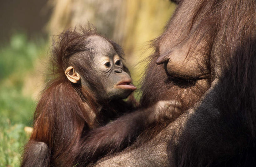 无人,家庭,坐,横图,室外,白天,侧面,旅游,度假,草地,草坪,美景,植物,野生动物,猩猩,欧洲,荷兰,阴影,朦胧,模糊,光线,影子,景观,棕色,注视,娱乐,草,绿色,阳光,自然,动物,观察,看,两只,享受,休闲,温暖,温馨,一家人,景色,放松,活泼,观看,和睦,察看,西欧,关注,自然风光,苏门答腊猩猩,荷兰王国,尼德兰王国,阿培尔顿,坐着,半身,彩图,融洽