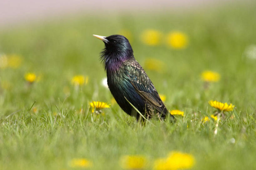 无人,站,横图,室外,白天,侧面,旅游,度假,快乐,幸福,草地,草坪,美景,植物,鸟,野生动物,德国,欧洲,许多,阴影,朦胧,模糊,盛开,光线,鸟类,影子,景观,玛格丽特,很多,花蕾,注视,娱乐,草,雏菊,花,花瓣,花朵,鲜花,一只,黄色,绿色,阳光,自然,动物,花苞,花蕊,观察,看,站着,享受,休闲,菊花,景色,放松,活力,可爱,活泼,观看,希望,察看,坚强,西欧,关注,自然风光,和平,离别,八哥,德意志联邦共和国,延命菊,幸福花,春菊,马兰头花,暗恋,纯情,单恋,石荷州,荷尔斯泰因,荷尔斯泰因州,石勒苏益格,鸲鹆,天真,站立,彩图,愉快