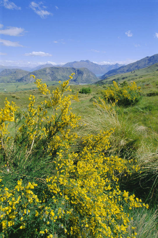 无人,竖图,室外,白天,正面,旅游,度假,草地,草坪,美景,山,山脉,植物,新西兰,许多,阴影,盛开,光线,影子,景观,山峰,云,云朵,山峦,很多,花蕾,云彩,娱乐,草,花,花瓣,花朵,鲜花,树,树木,蓝色,绿色,白云,蓝天,天空,自然,群山,天,花苞,花蕊,享受,休闲,景色,放松,生长,晴朗,成长,灌木,自然风光,大洋洲,黄刺条,黄棘,黄雀花,酱瓣子,金雀花,锦鸡儿,生血草,土黄豆,阳雀花,一颗血,粘粘袜,纽西兰,长白云之乡,晴空,彩图