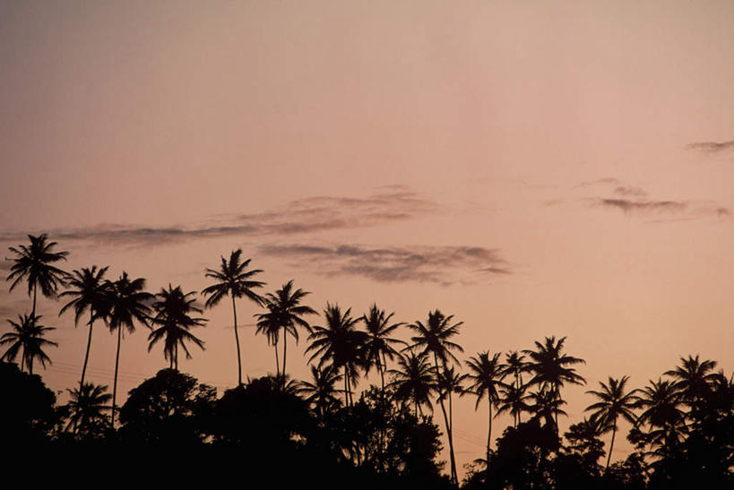 无人,横图,室外,白天,仰视,旅游,度假,美景,日落,树林,植物,棕榈树,叶子,加勒比海,景观,晚霞,霞光,落日,绿叶,背光,娱乐,树,树木,绿色,自然,黄昏,享受,休闲,嫩叶,景色,彩霞,放松,生长,成长,南美洲,拉丁美洲,自然风光,美洲,逆光,棕榈叶,多巴哥岛,亚美利加洲,南亚美利加洲,特立尼达岛,夕照,叶,叶片,夕阳,彩图,低角度拍摄,斜阳