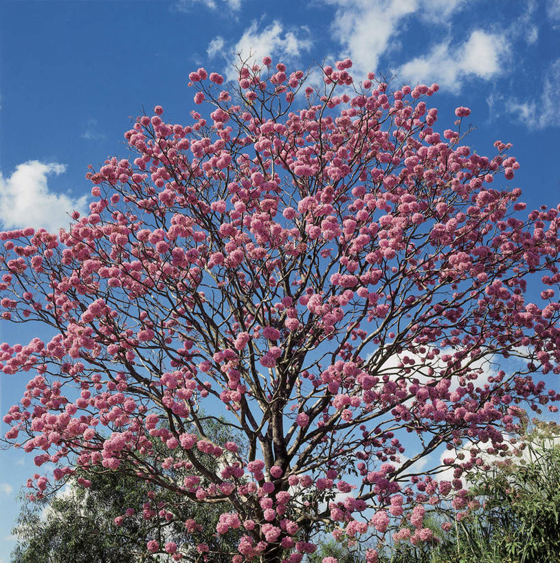 无人,竖图,室外,白天,仰视,旅游,度假,美景,植物,阴影,盛开,光线,影子,景观,云,云朵,花蕾,云彩,娱乐,花,花瓣,花朵,鲜花,树,树木,蓝色,绿色,白云,蓝天,天空,阳光,自然,天,花苞,花蕊,享受,休闲,景色,放松,生长,晴朗,成长,自然风光,晴空,彩图,低角度拍摄