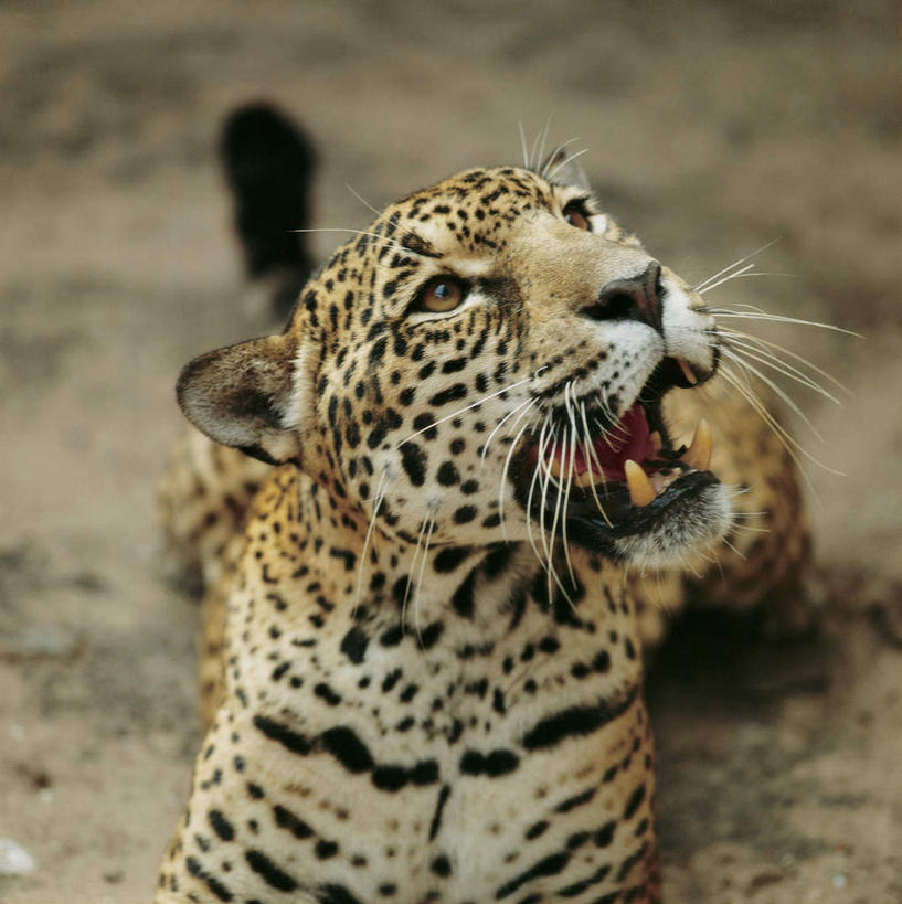 牙齿,无人,躺,竖图,俯视,室外,特写,白天,旅游,度假,美景,豹子,野生动物,巴西,朦胧,模糊,锐利,景观,注视,娱乐,一只,自然,动物,观察,看,张嘴,享受,休闲,景色,南美,放松,观看,察看,锋利,南美洲,尖锐,拉丁美洲,关注,自然风光,金钱豹,美洲,尖利,凶猛,张大嘴巴,巴西联邦共和国,亚美利加洲,南亚美利加洲,犀利,厉害,文豹,卧着,残暴,凶残,齿,牙,牙龈,张开嘴,花豹,豹,躺着,卧,半身,彩图,高角度拍摄