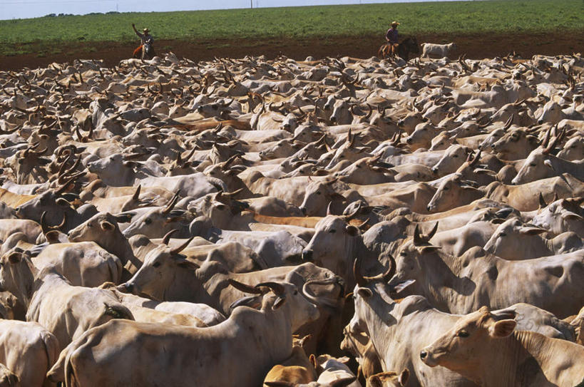 西方人,两个人,农场,坐,横图,俯视,室外,白天,旅游,度假,畜牧业,牧场,草地,草坪,美景,植物,马,牛,野生动物,帽子,巴西,欧洲,欧洲人,一群,许多,牵,阴影,服装,光线,影子,景观,很多,注视,休闲装,娱乐,草,衣服,绿色,阳光,自然,动物,观察,看,享受,休闲,休闲服,牛仔帽,景色,南美,放松,运输,服饰,牲畜,观看,牵着,察看,南美洲,拉丁美洲,关注,自然风光,美洲,畜牧,巴西联邦共和国,牧业,亚美利加洲,南亚美利加洲,男人,男性,中年男性,白种人,坐着,彩图,高角度拍摄,全身