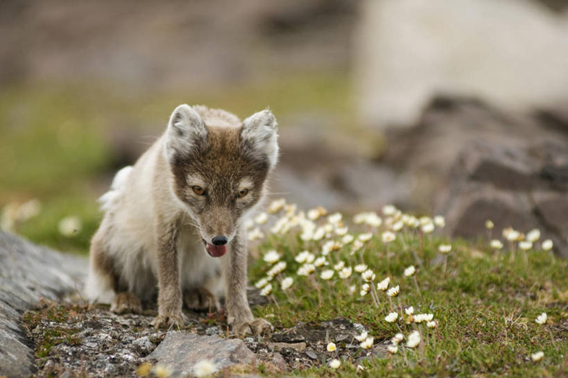 无人,吃,横图,室外,白天,留白,北极,全球变暖,哺乳动物,狐狸,野生动物,挪威,野花,花,自然,动物,摄影,气象,生物学,气候,北极狐,觅食,喂养,斯瓦尔巴德群岛,群岛,彩图,冻原