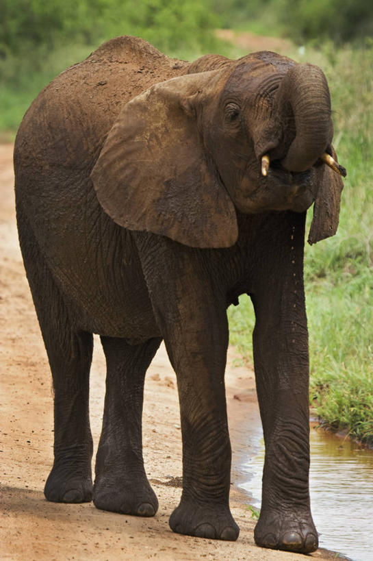 无人,竖图,室外,正面,纯洁,野生动物,坦桑尼亚,长牙,喝,非洲象,黄色,红色,动物,可爱,童年,童趣,摄影,泥,粘土,童真,烂漫,无邪,濒危物种,天真,彩图