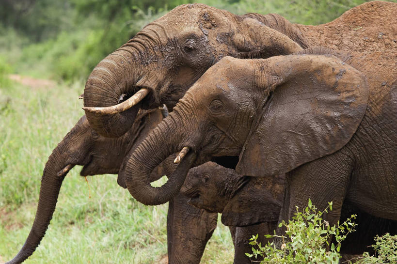 无人,横图,室外,白天,侧面,野生动物,坦桑尼亚,喝,干燥,非洲象,联系,黄色,红色,动物,摄影,保护,权威,泥,粘土,身份,支配,口渴,濒危物种,彩图
