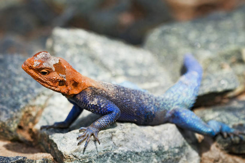 无人,横图,室外,特写,白天,侧面,野生动物,蜥蜴,坦桑尼亚,蓝色,动物,橙色,摄影,蜕皮,彩图