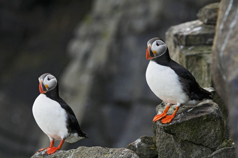 无人,横图,室外,白天,侧面,北极,全球变暖,海鸟,鸟,野生动物,挪威,鸟类,自然,动物,两只,可爱,摄影,活泼,迁徙,生物学,角嘴海雀,海雀,斯瓦尔巴德群岛,彩图