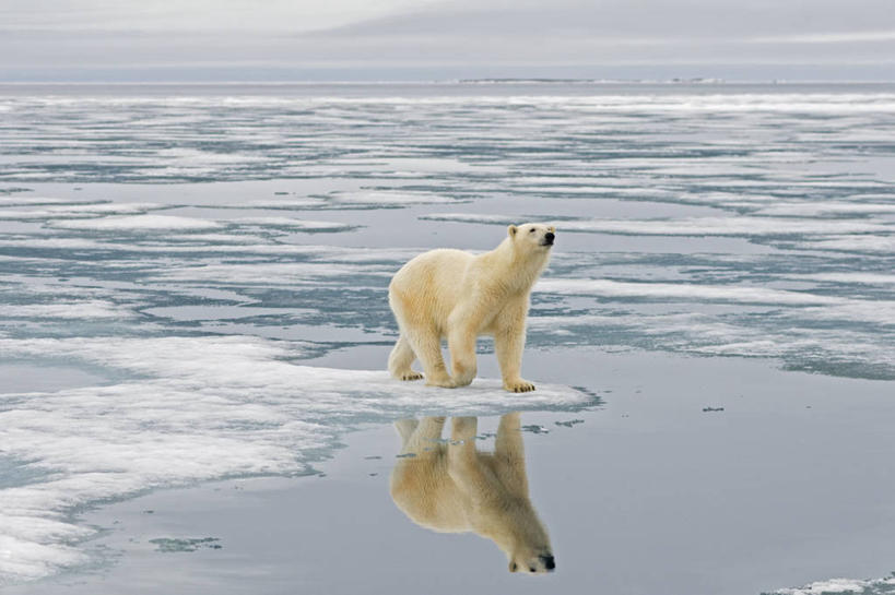 无人,跑,横图,室外,白天,北极,全球变暖,北极熊,哺乳动物,野生动物,挪威,环保,反射,捕食,冰,自然,动物,浮冰,摄影,能源,气象,回收,资源,生物学,气候,利用,低碳,循环,持续,斯瓦尔巴德群岛,濒危物种,群岛,彩图,弱点,冰架