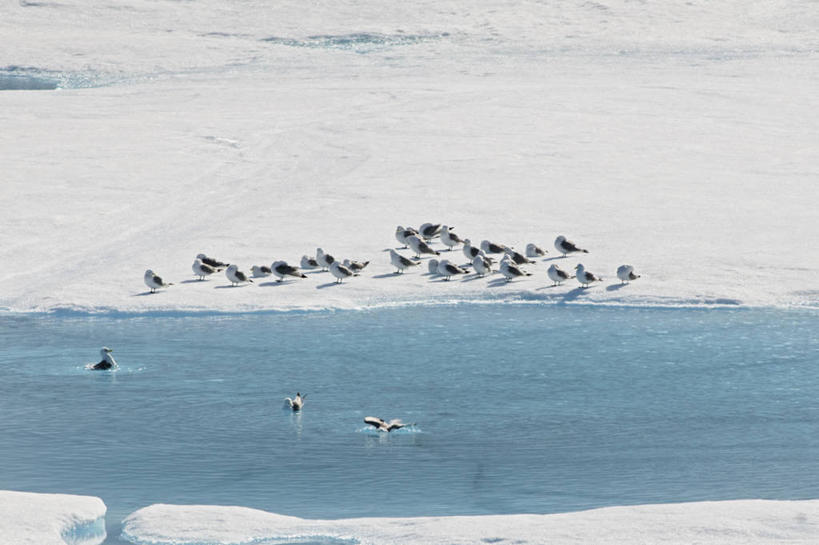 无人,横图,室外,白天,海洋,水,海鸟,野生动物,羽毛,挪威,许多,鸟类,冰,很多,冰川,自然,动物,休息,摄影,清理,生物学,北冰洋,三趾鸥,斯瓦尔巴德群岛,彩图