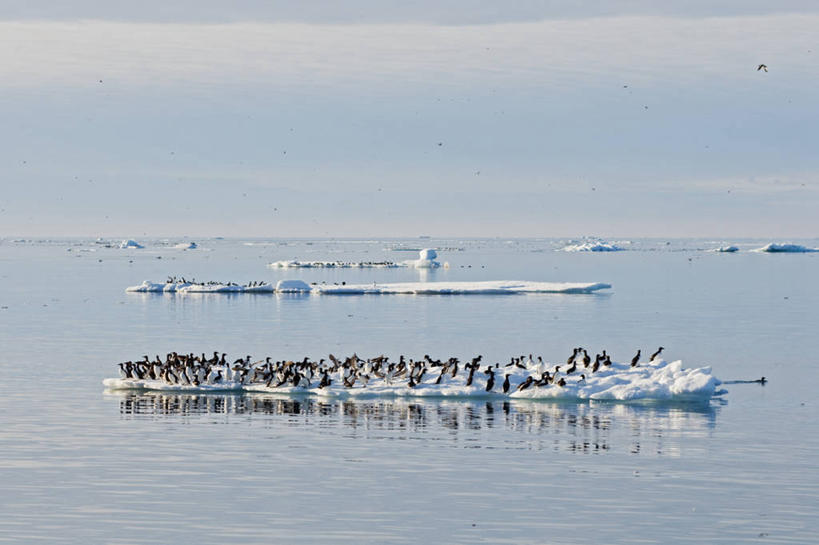 无人,横图,室外,白天,北极,海洋,全球变暖,海鸟,鸟,野生动物,挪威,一群,许多,漂浮,鸟类,冰,很多,冰川,自然,动物,休息,可爱,摄影,活泼,气象,迁徙,生物学,气候,海雀,厚嘴海鸦,斯瓦尔巴德群岛,崖海鸦,海鸦,海鸽,彩图,冰架