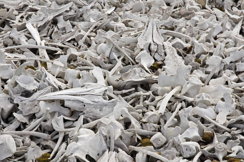 颅骨,无人,横图,背景,哺乳动物,野生动物,挪威,许多,捕食,骨头,很多,历史,动物,工业,摄影,鲸,死亡,白鲸,北冰洋,殒命,灭亡,斯瓦尔巴德群岛,彩图