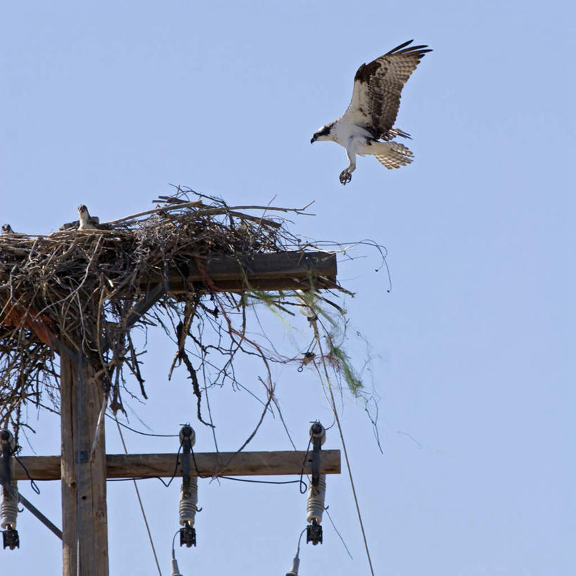无人,方图,室外,白天,侧面,野生动物,美国,三只,鸟类,电线杆,鸟巢,着陆,小鸟,飞,动物,摄影,鱼鹰,华盛顿州,彩图