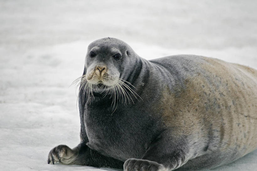 无人,横图,室外,白天,正面,北极,全球变暖,哺乳动物,海豹,野生动物,挪威,冰,自然,动物,浮冰,休息,可爱,摄影,活泼,气象,生物学,气候,斯瓦尔巴德群岛,群岛,彩图,冰架