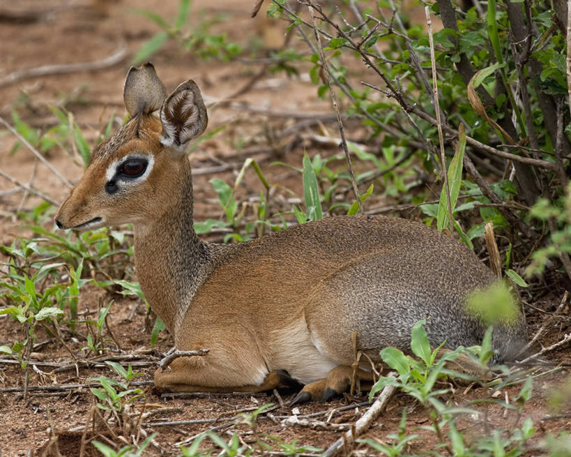 无人,横图,室外,白天,侧面,纯洁,哺乳动物,野生动物,羊,坦桑尼亚,小的,羚羊,动物,休息,放松,可爱,童年,童趣,摄影,活泼,童真,烂漫,无邪,天真,彩图,弱点