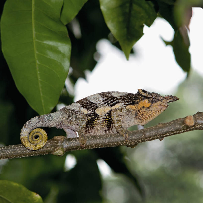 无人,方图,室外,白天,侧面,森林,野生动物,蜥蜴,坦桑尼亚,枝,动物,摄影,伪装,阿鲁沙国家公园,彩图