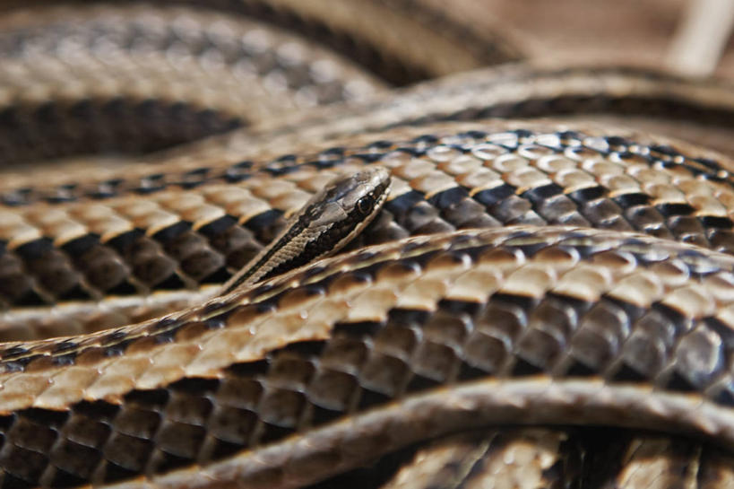 婴儿,无人,横图,室外,特写,白天,坦桑尼亚,条纹,小的,蛇,动物,摄影,阿鲁沙国家公园,彩图