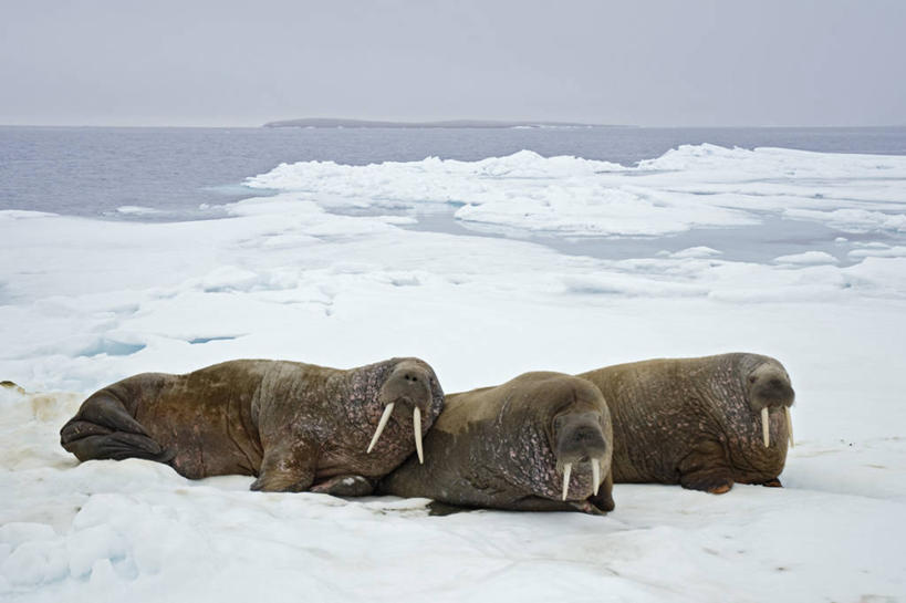 无人,横图,室外,白天,北极,冰山,水,全球变暖,哺乳动物,野生动物,挪威,长牙,海象,冰,冰川,自然,动物,摄影,气象,生物学,气候,斯瓦尔巴德群岛,群岛,彩图,冰架