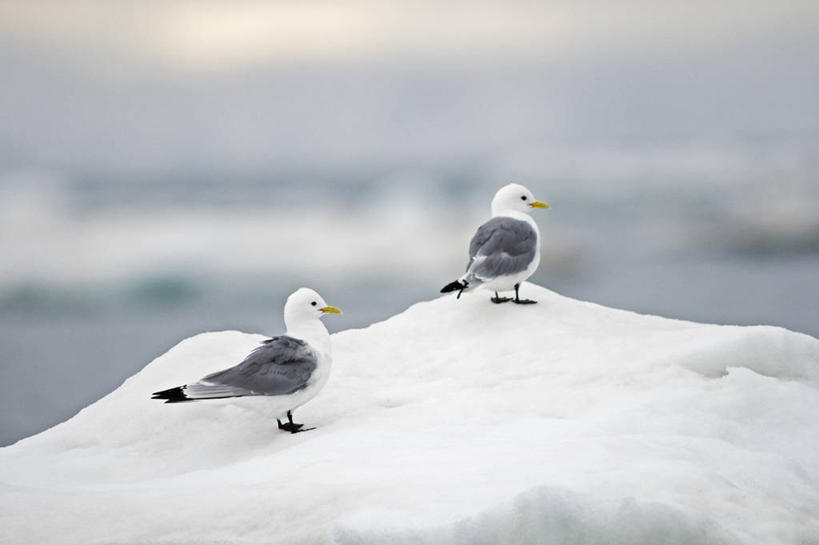 无人,横图,室外,白天,北极,海鸟,野生动物,羽毛,挪威,鸟类,冰,自然,动物,两只,休息,摄影,气象,生物学,气候,三趾鸥,斯瓦尔巴德群岛,群岛,彩图,冰架