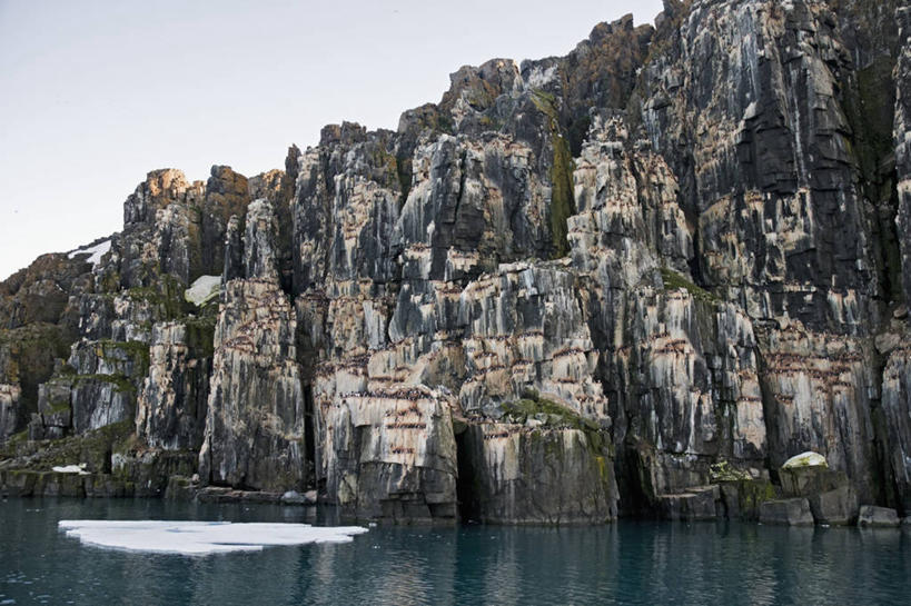 无人,横图,室外,白天,北极,全球变暖,海鸟,鸟,野生动物,挪威,一群,许多,鸟类,鸟巢,悬崖,很多,自然,动物,可爱,摄影,活泼,迁徙,生物学,海雀,厚嘴海鸦,斯瓦尔巴德群岛,崖海鸦,海鸦,海鸽,彩图