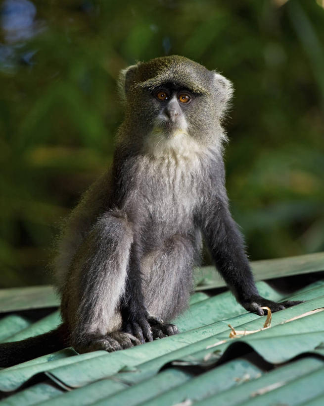 无人,坐,竖图,室外,白天,正面,纯洁,哺乳动物,猴,野生动物,猴子,坦桑尼亚,屋顶,动物,可爱,童年,童趣,摄影,活泼,观看,童真,烂漫,无邪,灵长目,阿鲁沙国家公园,天真,彩图,好奇心