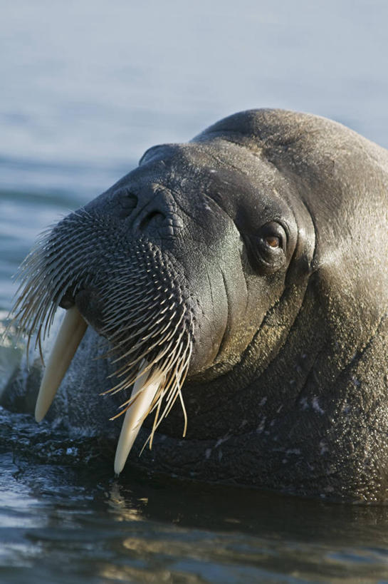 无人,竖图,室外,白天,北极,全球变暖,哺乳动物,野生动物,挪威,长牙,海象,自然,动物,摄影,生物学,斯瓦尔巴德群岛,群岛,彩图