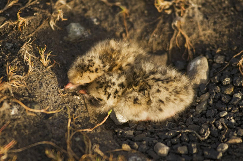 无人,横图,室外,特写,白天,北极,全球变暖,野生动物,挪威,鸟类,鸟巢,小鸟,自然,动物,两只,休息,摄影,生物学,北极燕鸥,斯瓦尔巴德群岛,濒危物种,睡觉,彩图,朗伊尔城,弱点,冻原