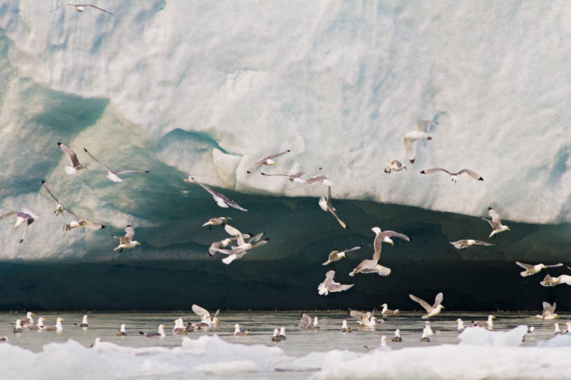 无人,吃,横图,室外,白天,水,海鸟,野生动物,挪威,一群,许多,鸟类,冰,很多,飞,自然,动物,摄影,生物学,北冰洋,冰河,三趾鸥,喂养,斯瓦尔巴德群岛,彩图