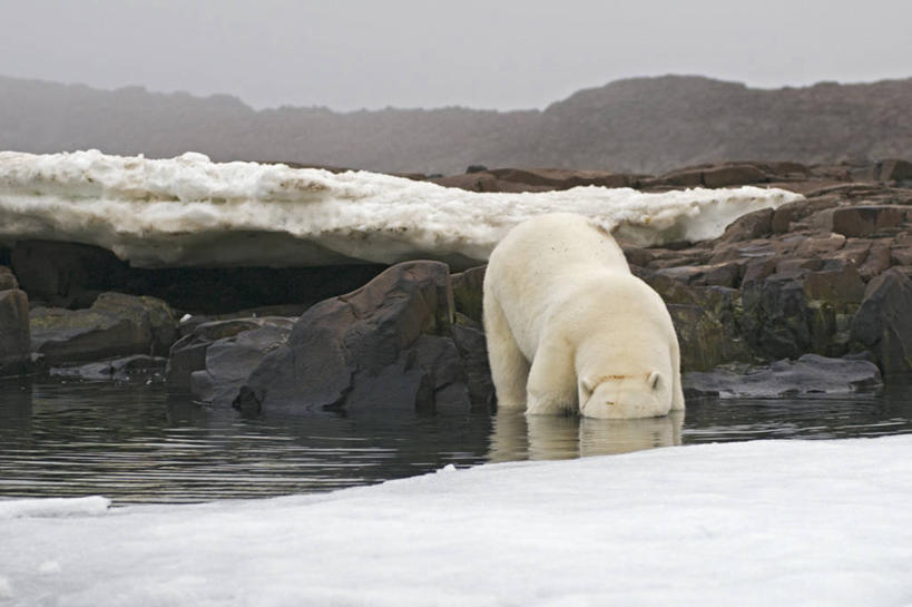 无人,横图,室外,白天,北极,水,全球变暖,北极熊,哺乳动物,野生动物,挪威,环保,捕食,自然,动物,摄影,能源,回收,资源,生物学,觅食,利用,低碳,循环,持续,斯瓦尔巴德群岛,濒危物种,岩石,彩图,弱点