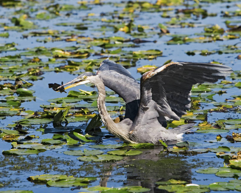 无人,站,横图,室外,白天,侧面,风险,成功,野生动物,美国,捕食,动物,平衡,摄影,奋斗,拍打,膳食,生存,大蓝苍鹭,华盛顿州,西雅图,潘塔纳尔湿地,沉没,海产,彩图,钓鱼