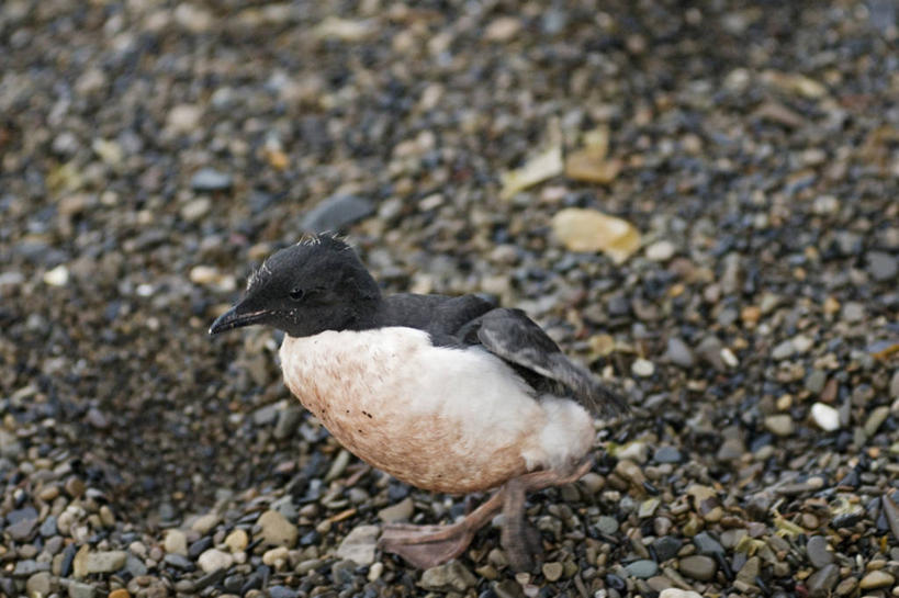 无人,横图,室外,白天,北极,全球变暖,海鸟,鸟,野生动物,羽毛,挪威,鸟类,小鸟,自然,动物,可爱,摄影,活泼,迁徙,生物学,海雀,厚嘴海鸦,斯瓦尔巴德群岛,崖海鸦,海鸦,海鸽,危险,海滩,彩图
